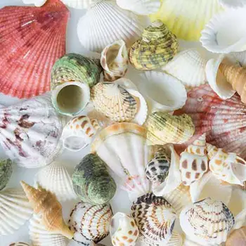 100g/pack Natural Concha da Mistura de Conchas do Mar Concha Diy Micro Paisagem De Jardim do Aquário dos Peixes do Decoração da Casa Ornamentos R7n3